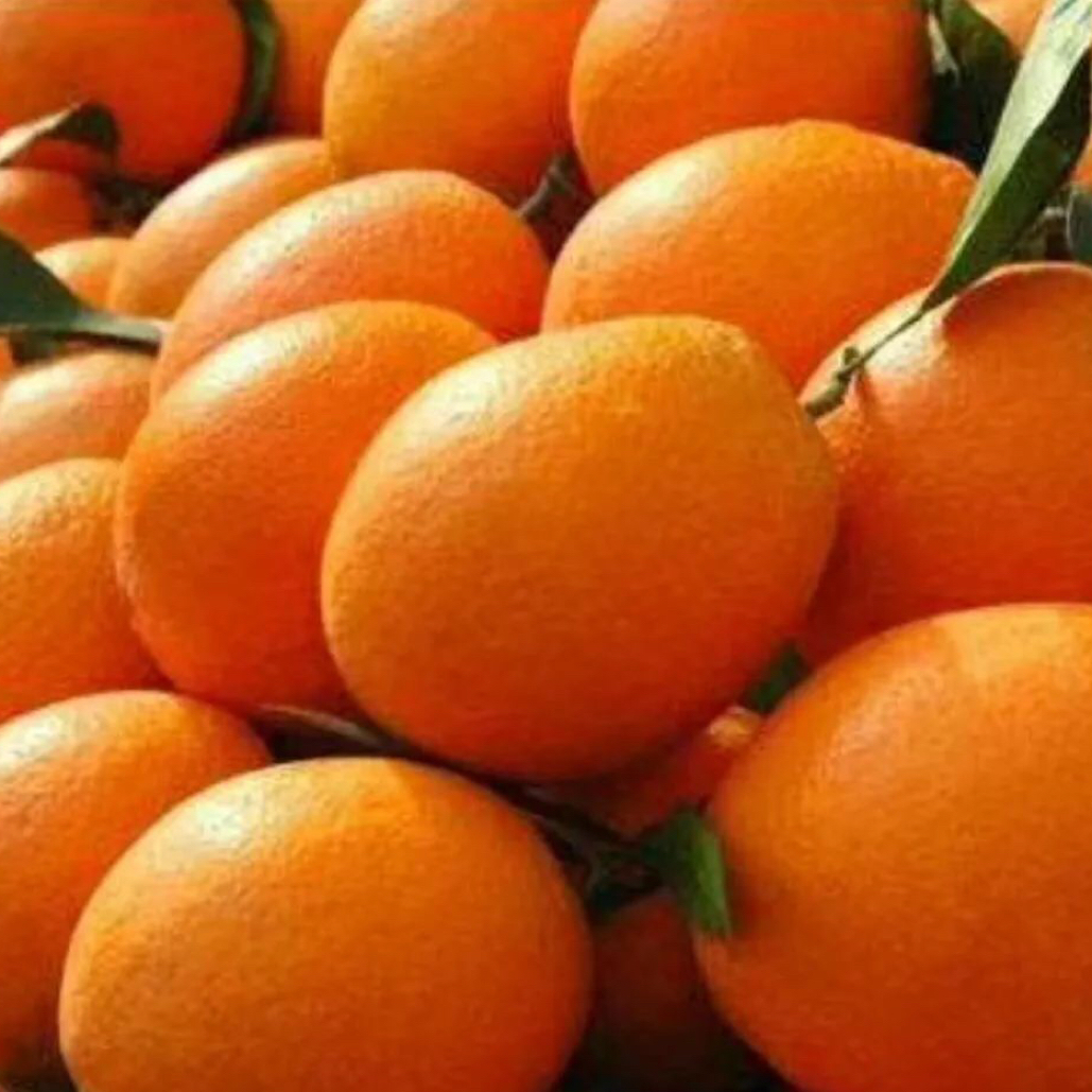 正宗湘西纽荷尔脐橙果园直发新鲜水果味美多汁9斤