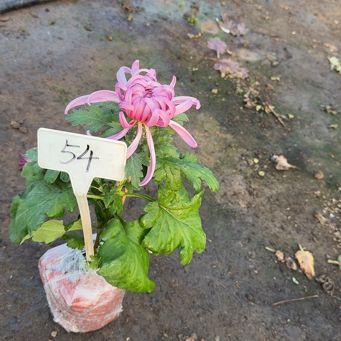 。***.大部分花苞少量开放54八十祝