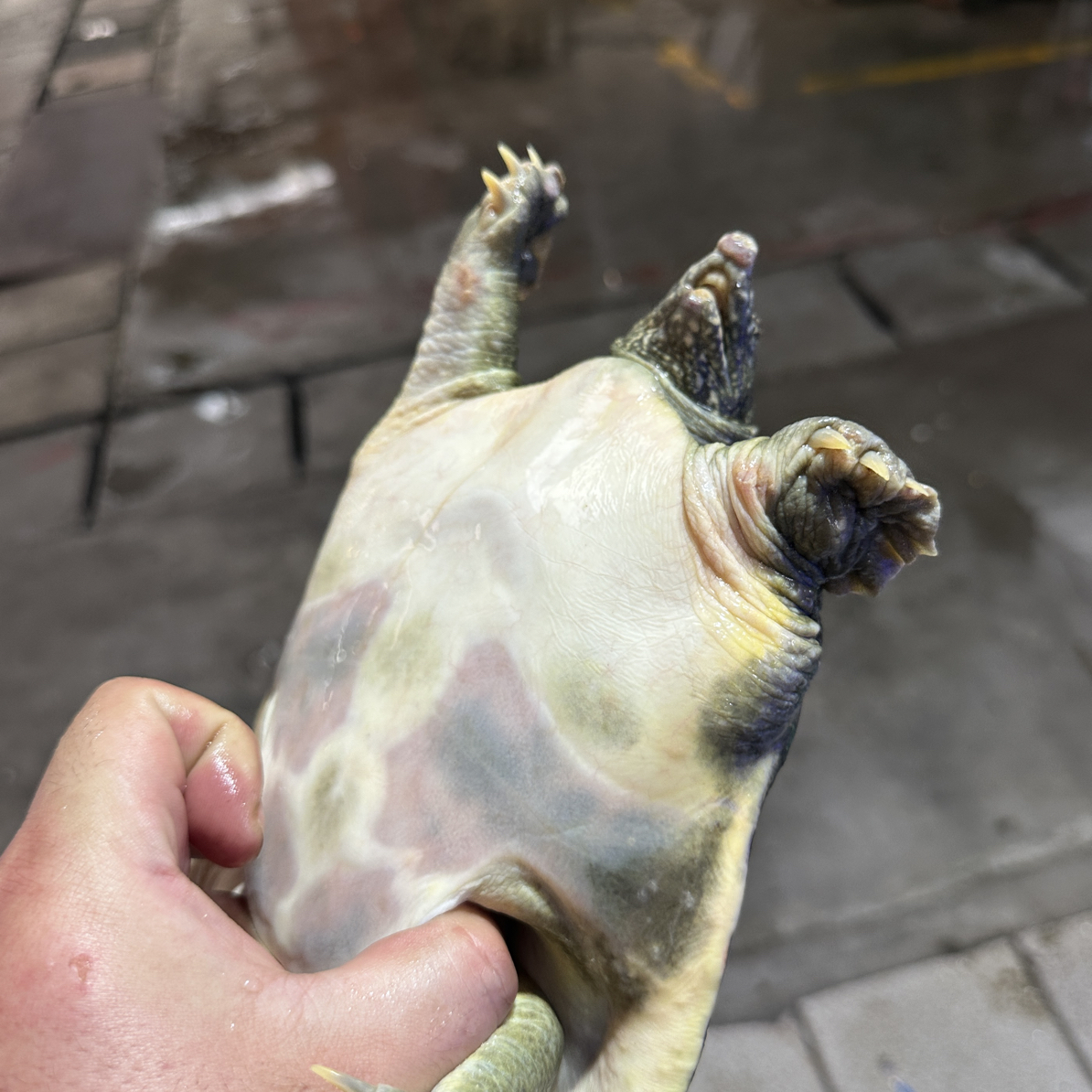 江苏宝应湖生态甲鱼