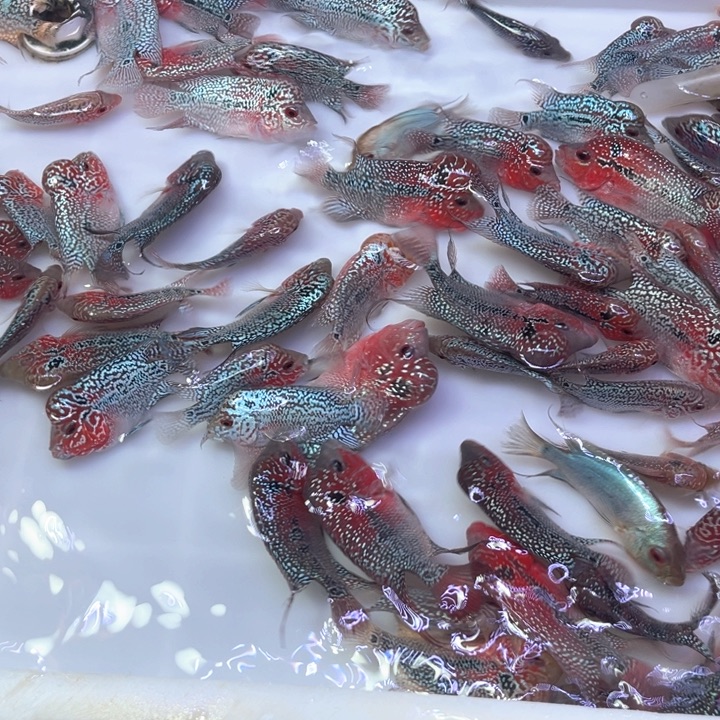 罗汉鱼0200///////