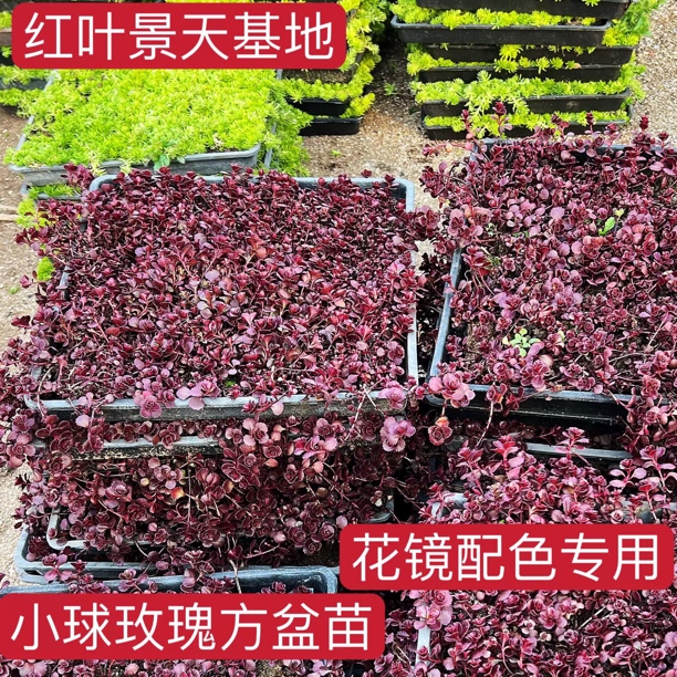 中华胭脂铺面绿植庭院造景高红景天耐寒耐热易养四季红地被植物