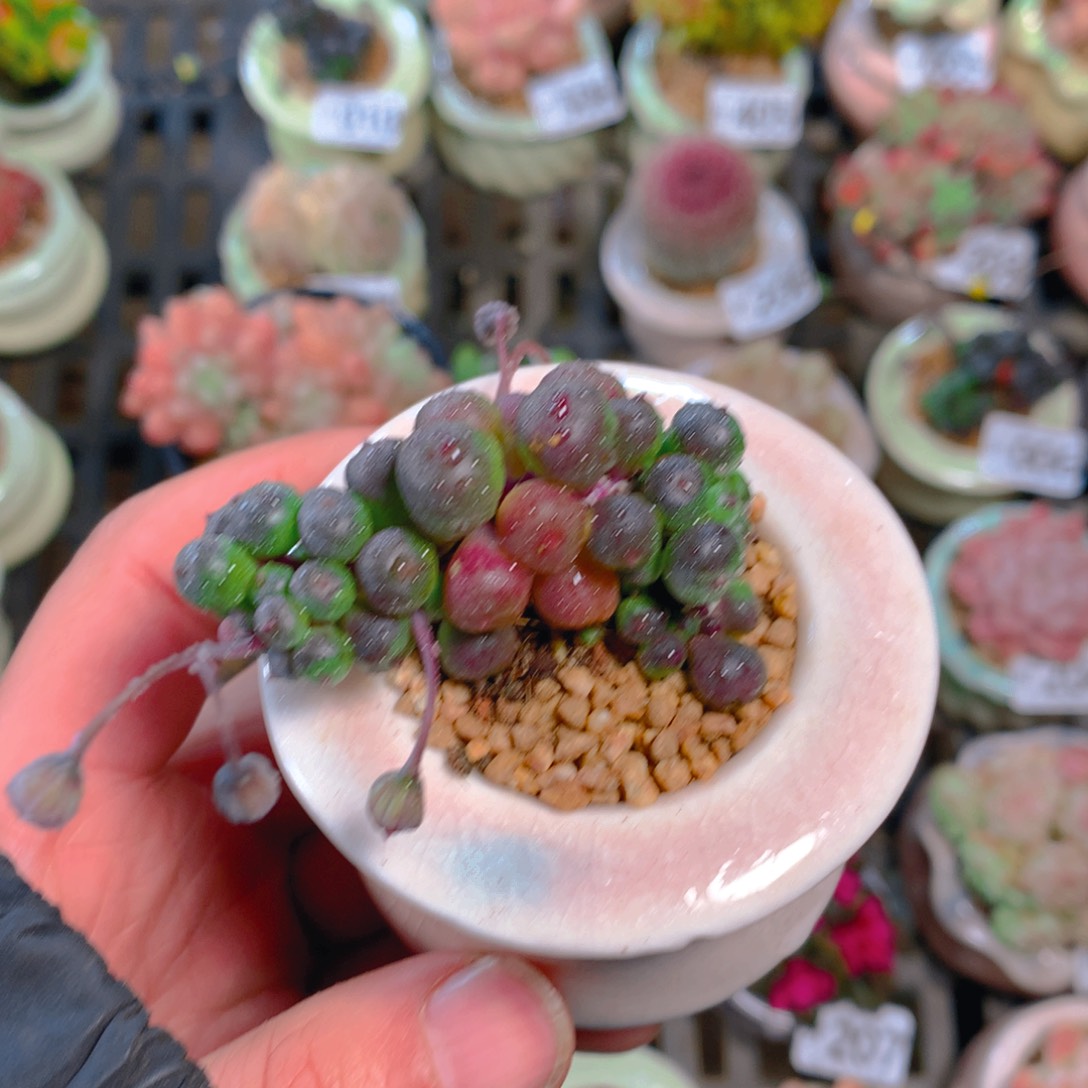 肉萌萌精控多肉 5cm盆量拍 葡萄圆盘盆5cm