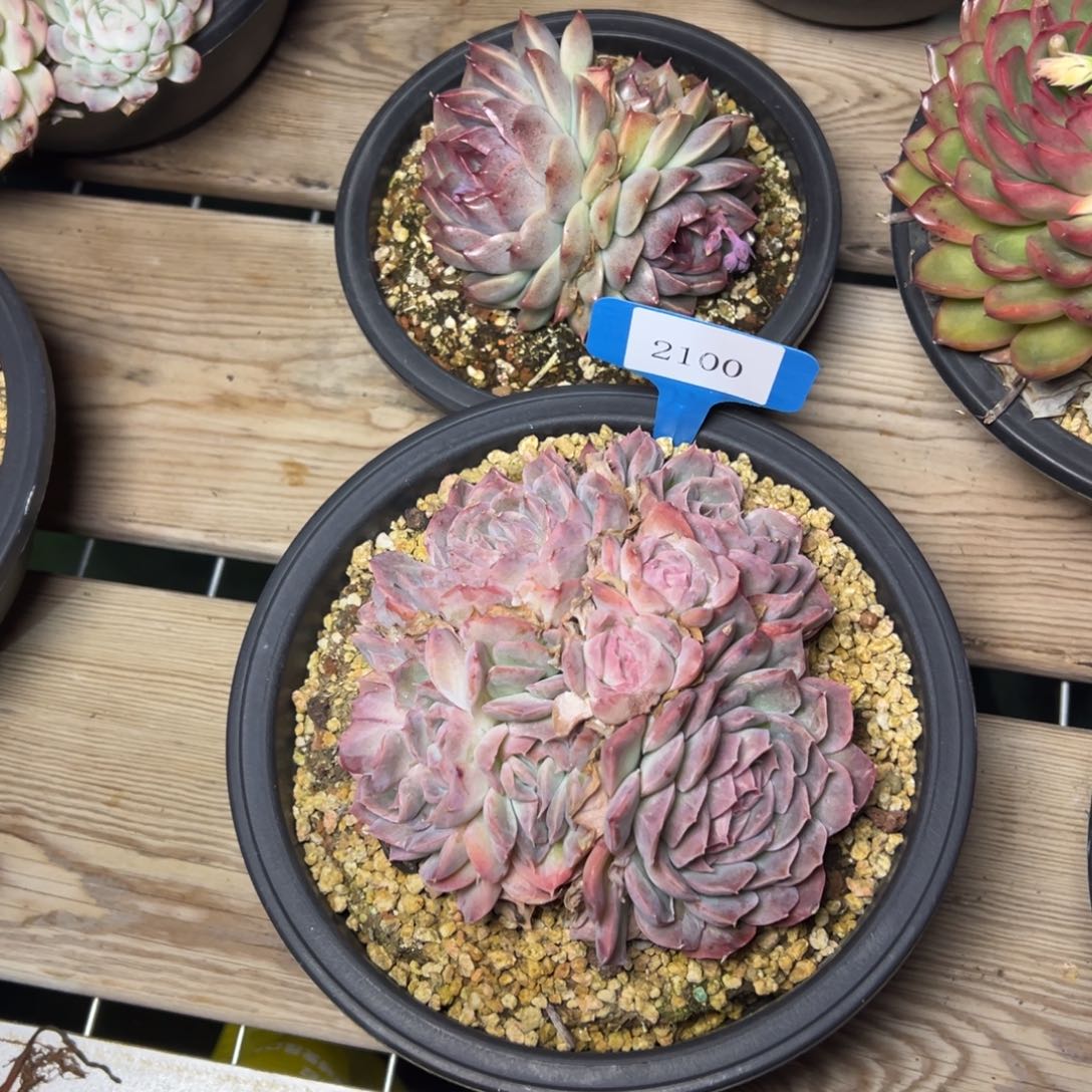 暖*2100肉多么多么