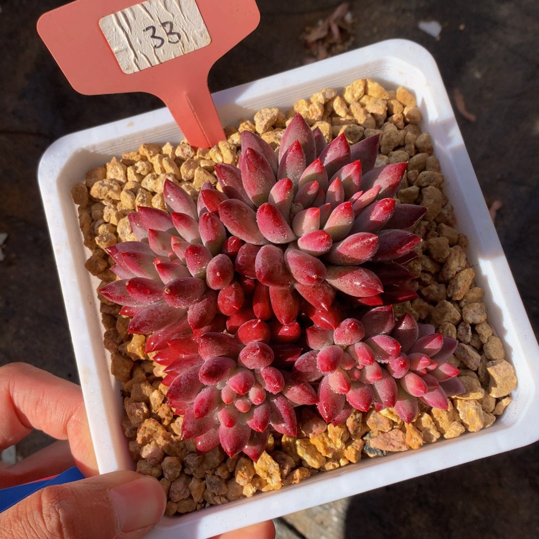 车厘子7272727272727