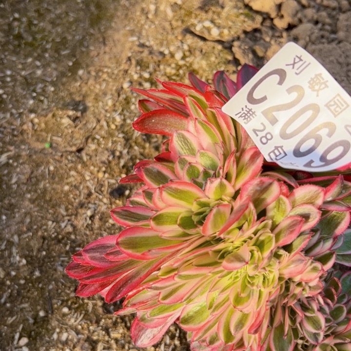 倾城缀多肉植物法师2069