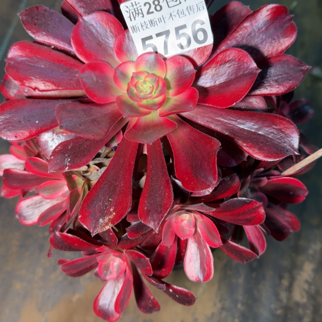 5756美杜多肉植物提取