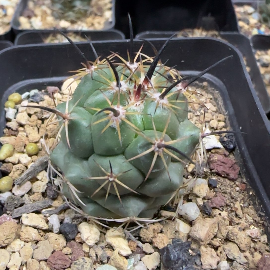 赵***结520实生枪骑士多肉3.5厘米