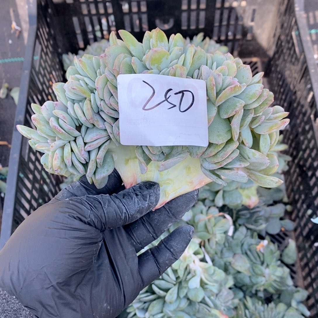 格***调250白凤缀哇哇哇哇