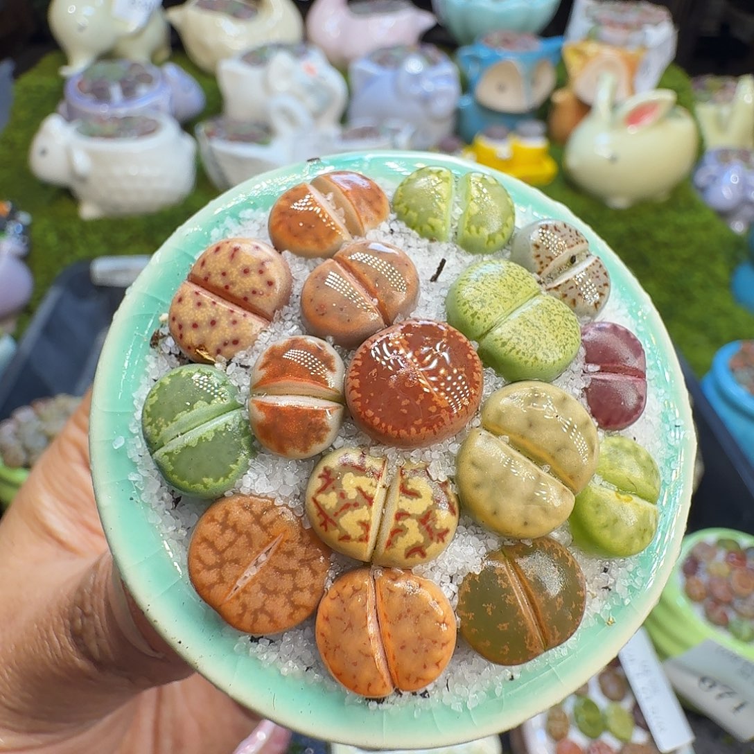 多肉植物福利冲672