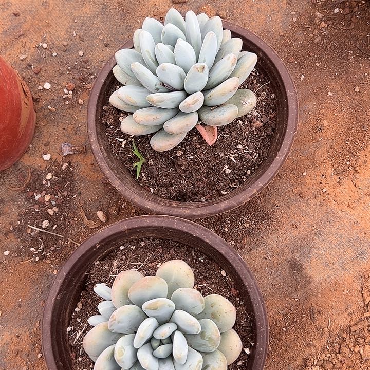 *****多肉植物实物直播实物