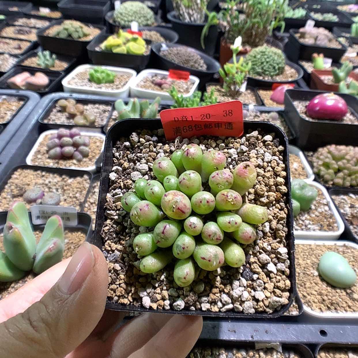 【闪购商品】1-20-38 小糖豆一群特30