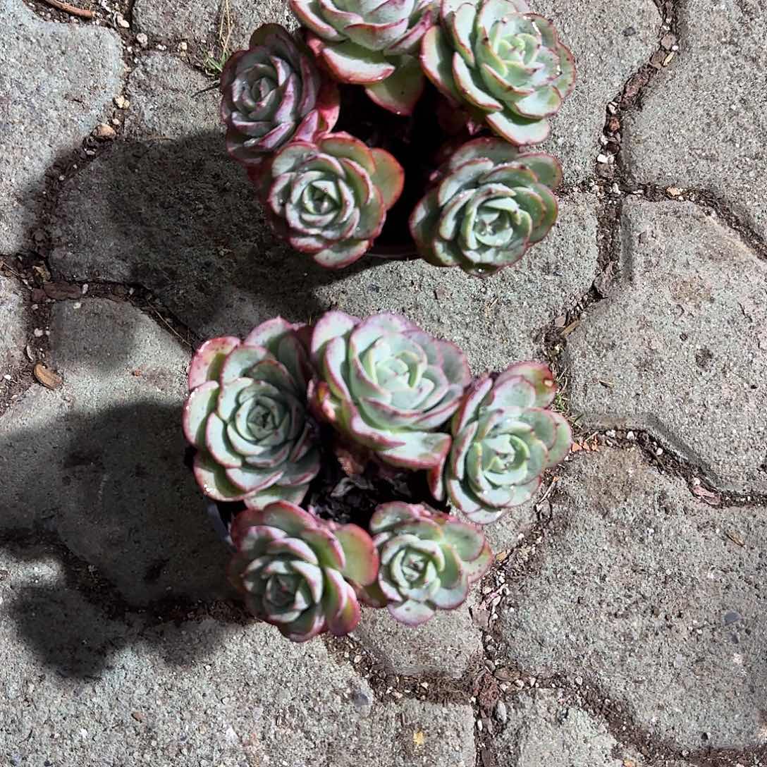 小号奶油黄桃多肉植物