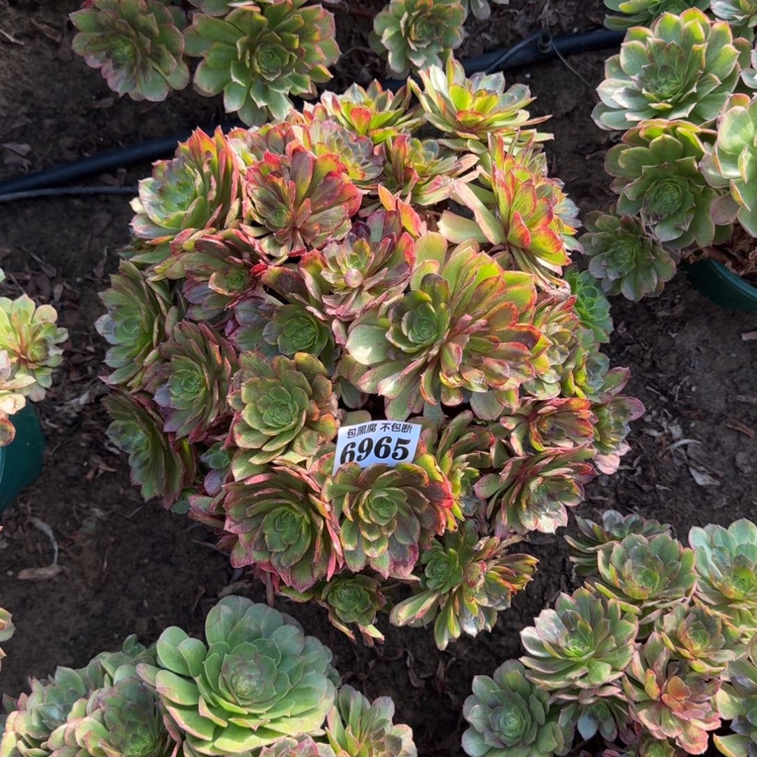 法师斑斓6965 18-49