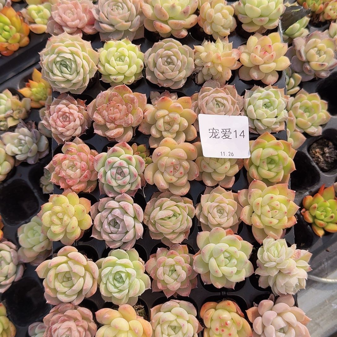 直播福利一物一拍14