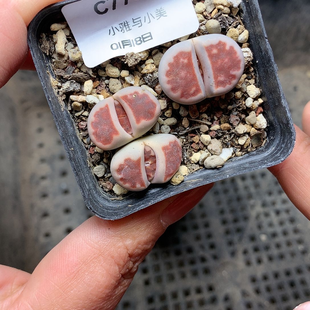 C773多肉植物保护研究所