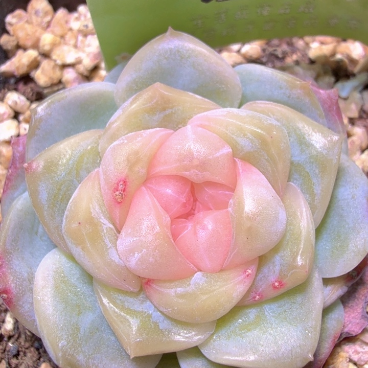 良辰开播福利特特