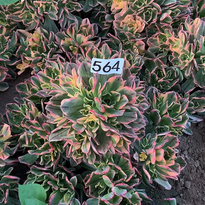 564甜茶多肉植物1