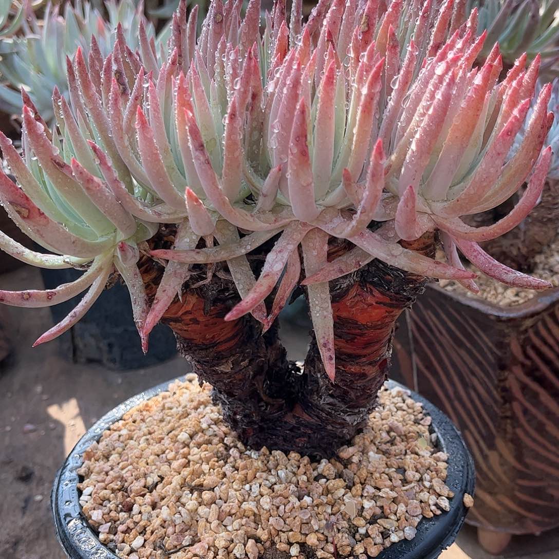 6038雪花仙女杯多肉