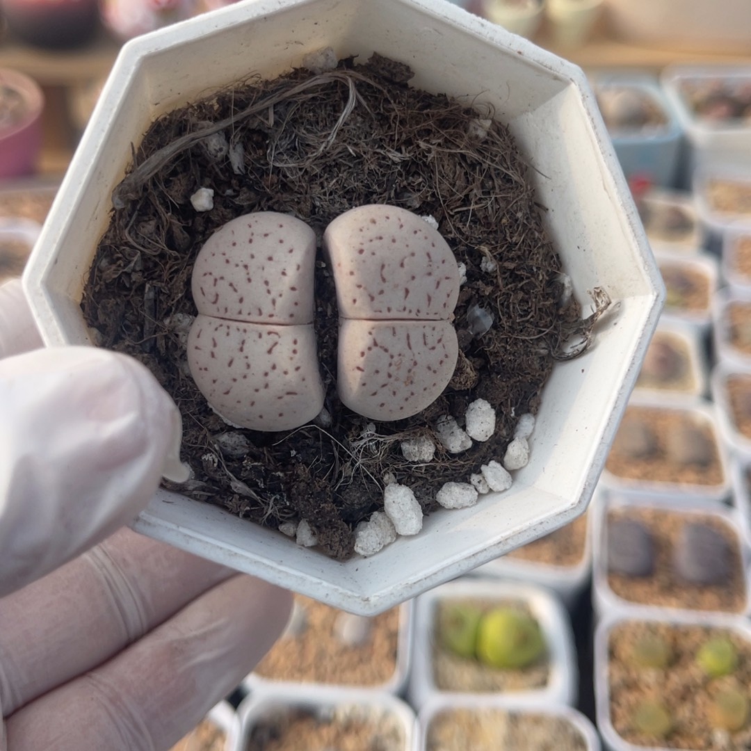 多肉植物一物一拍27