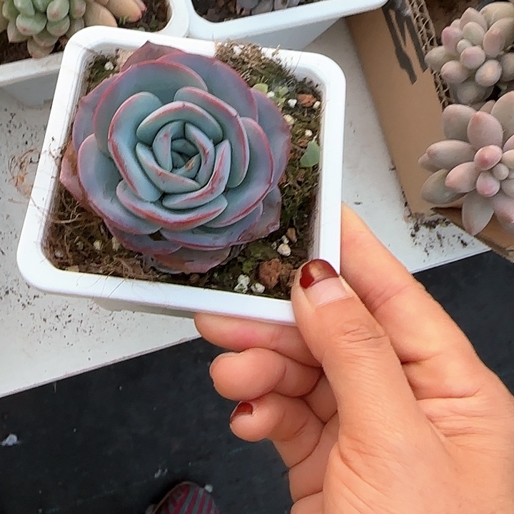 青蛙王子儿童牙膏111