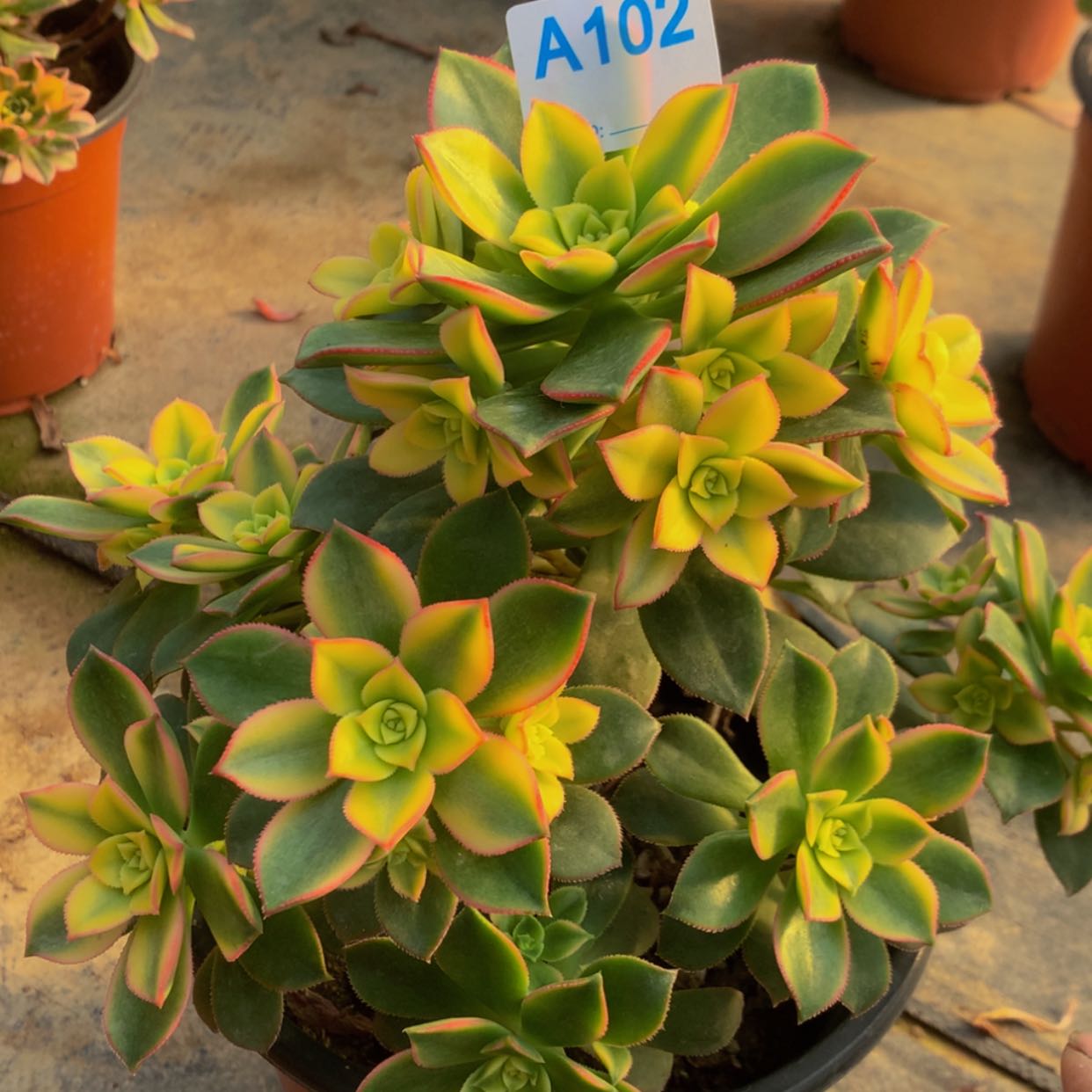 【闪购商品】102艳日辉多肉