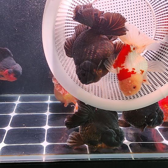 海水鱼渔场福利特价鱼老板专拍