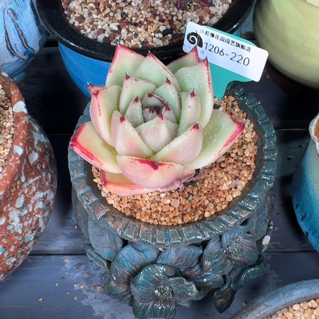 从前慢花园多肉编号1206.220