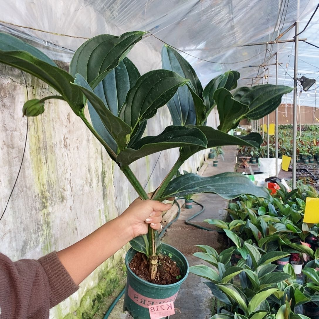 无花朵三**分木本植物218