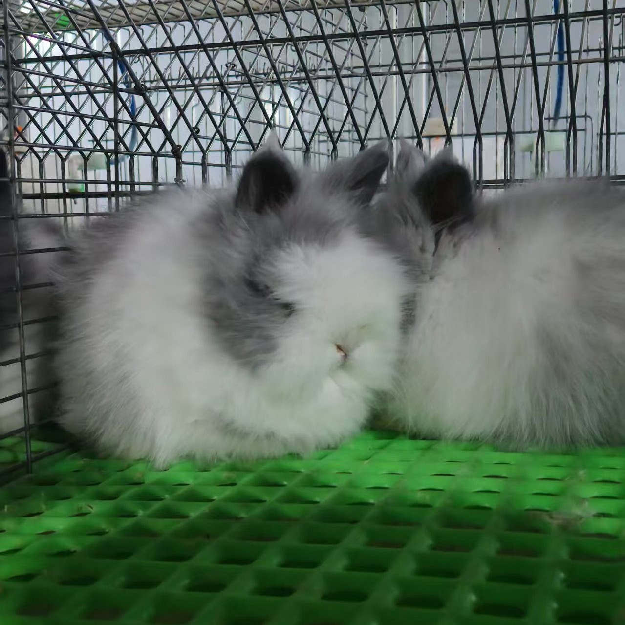 猫猫兔爆毛款双血统侏儒迷你小型宠物兔子活物北京宠物兔店包邮