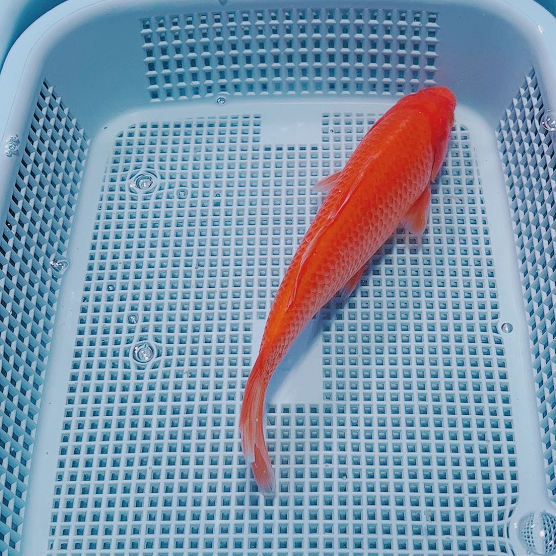 海水鱼锦鲤观赏鱼观赏鱼