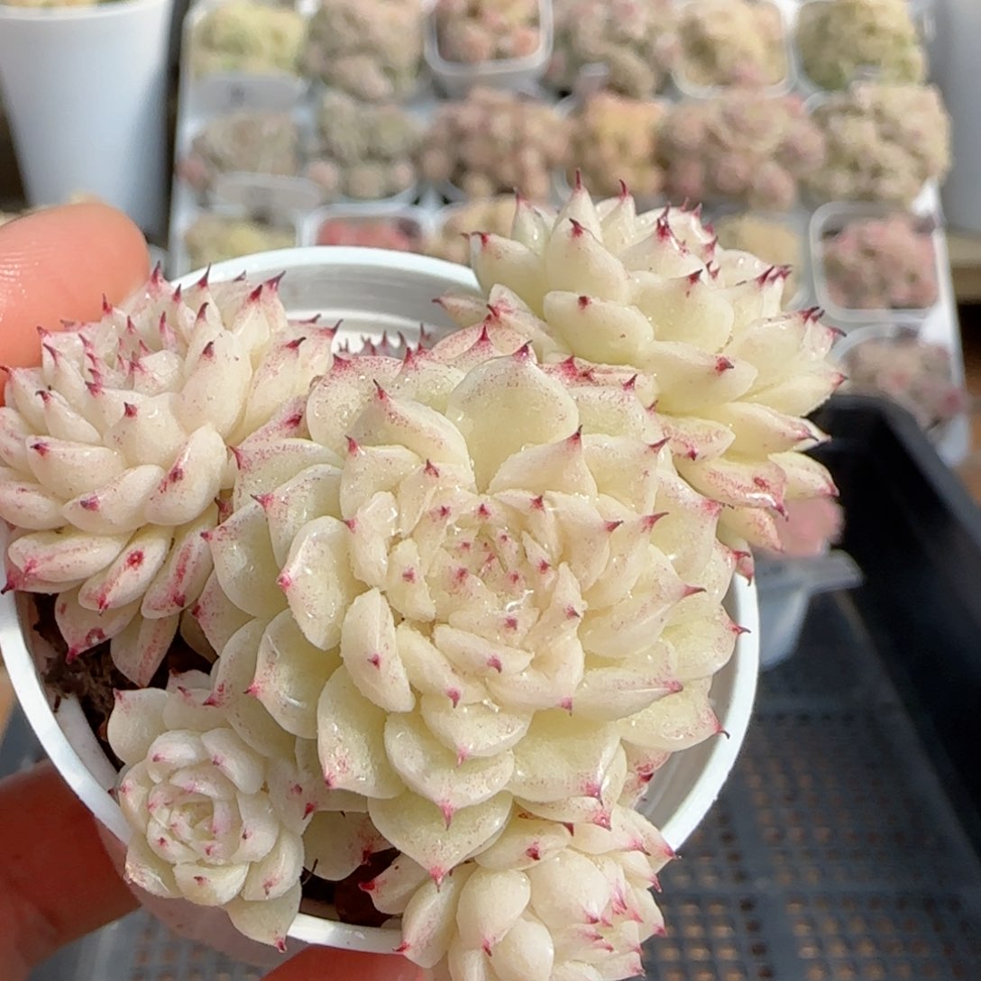 【闪购商品】0130-105小魔仙优选 