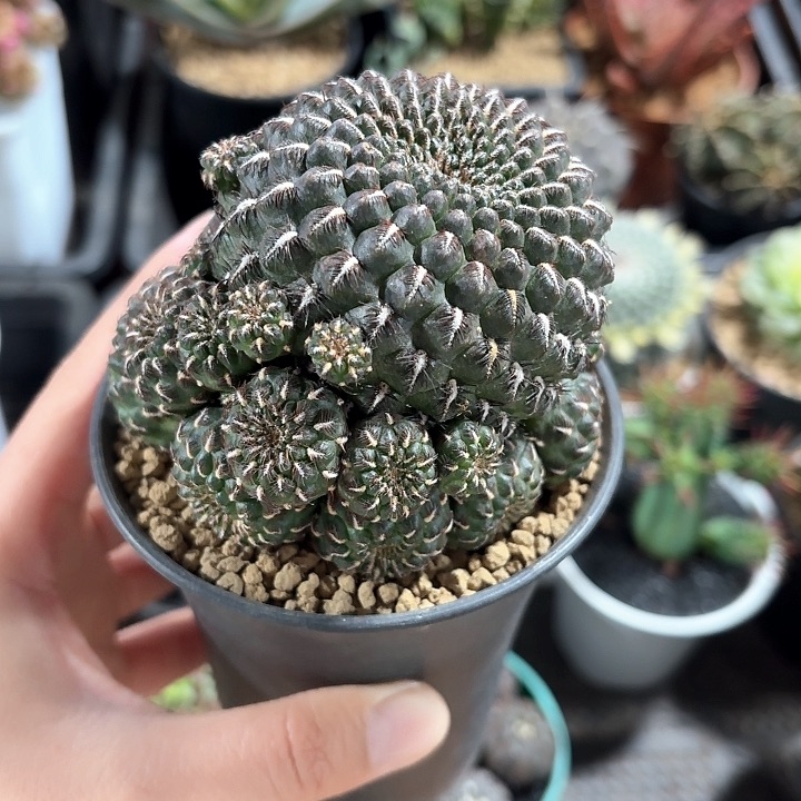 乌金丸仙人球123