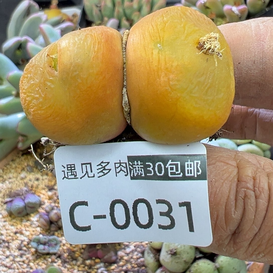 多肉植物的e 11111111111111111