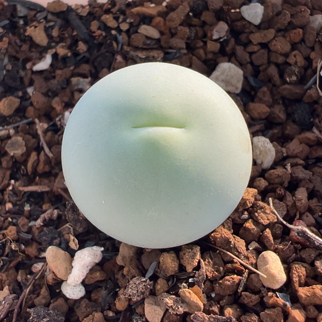 952多肉植物种类多样