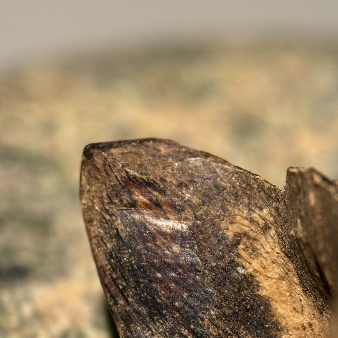 沉香八十年代下树海南大山老料厚包壳1.02克