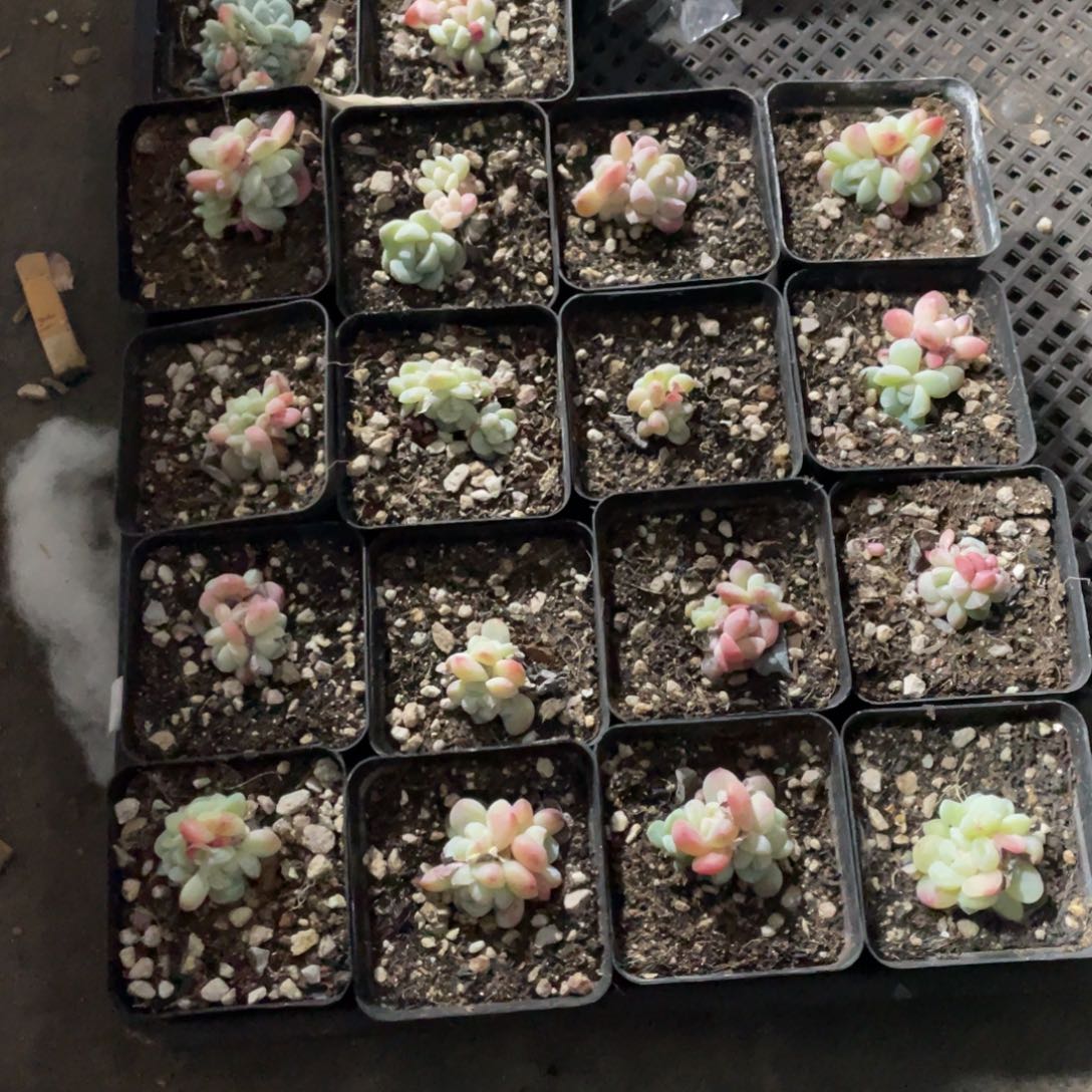 超人专拍冰玉一筐