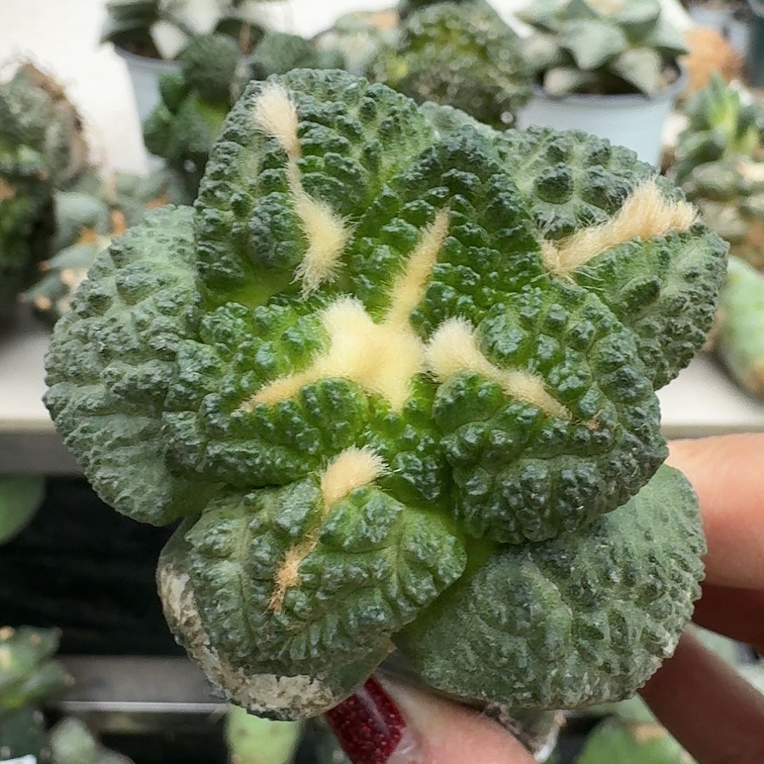 【闪购商品】无花朵大尤哥斯拉642