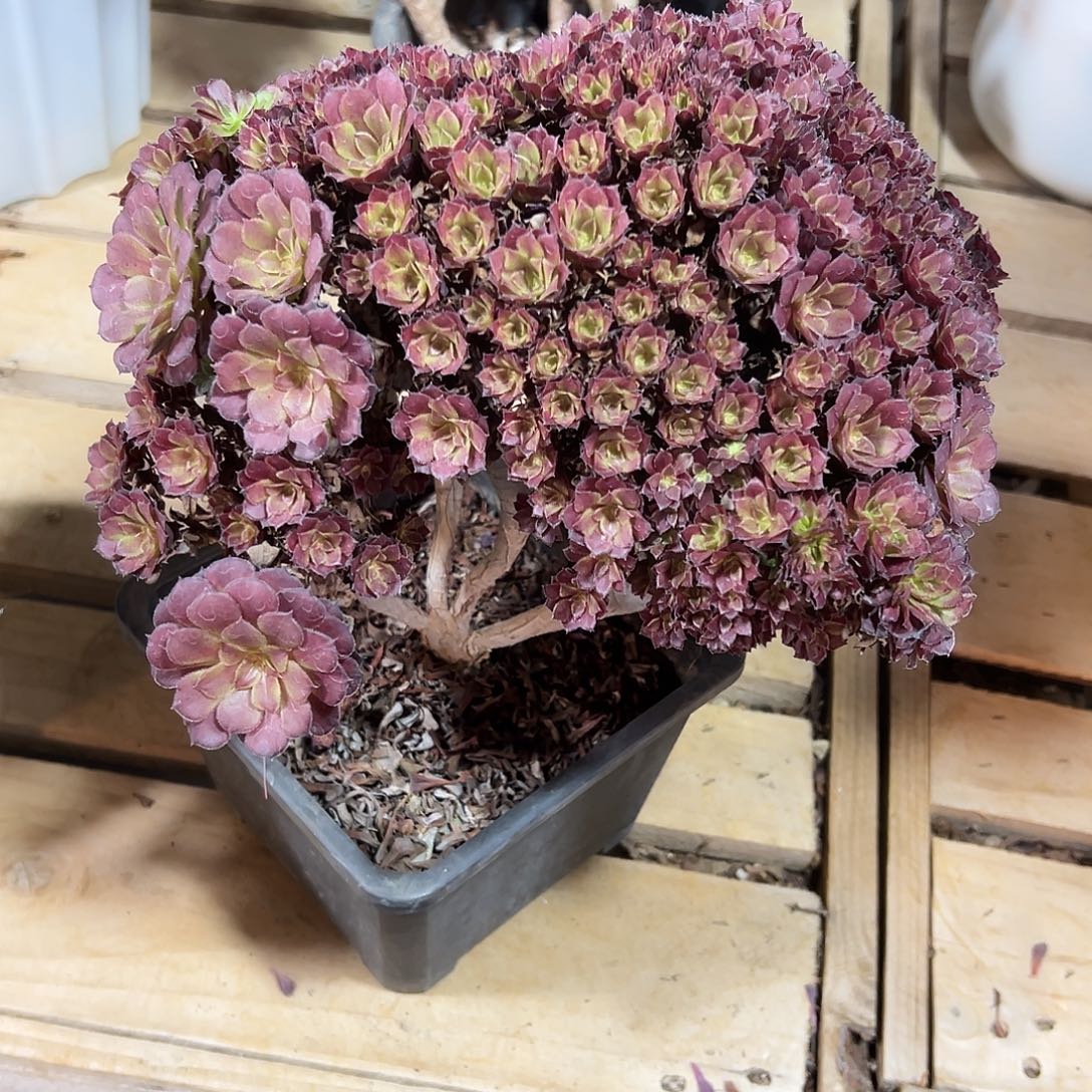 黑铜壶全朵朵老桩