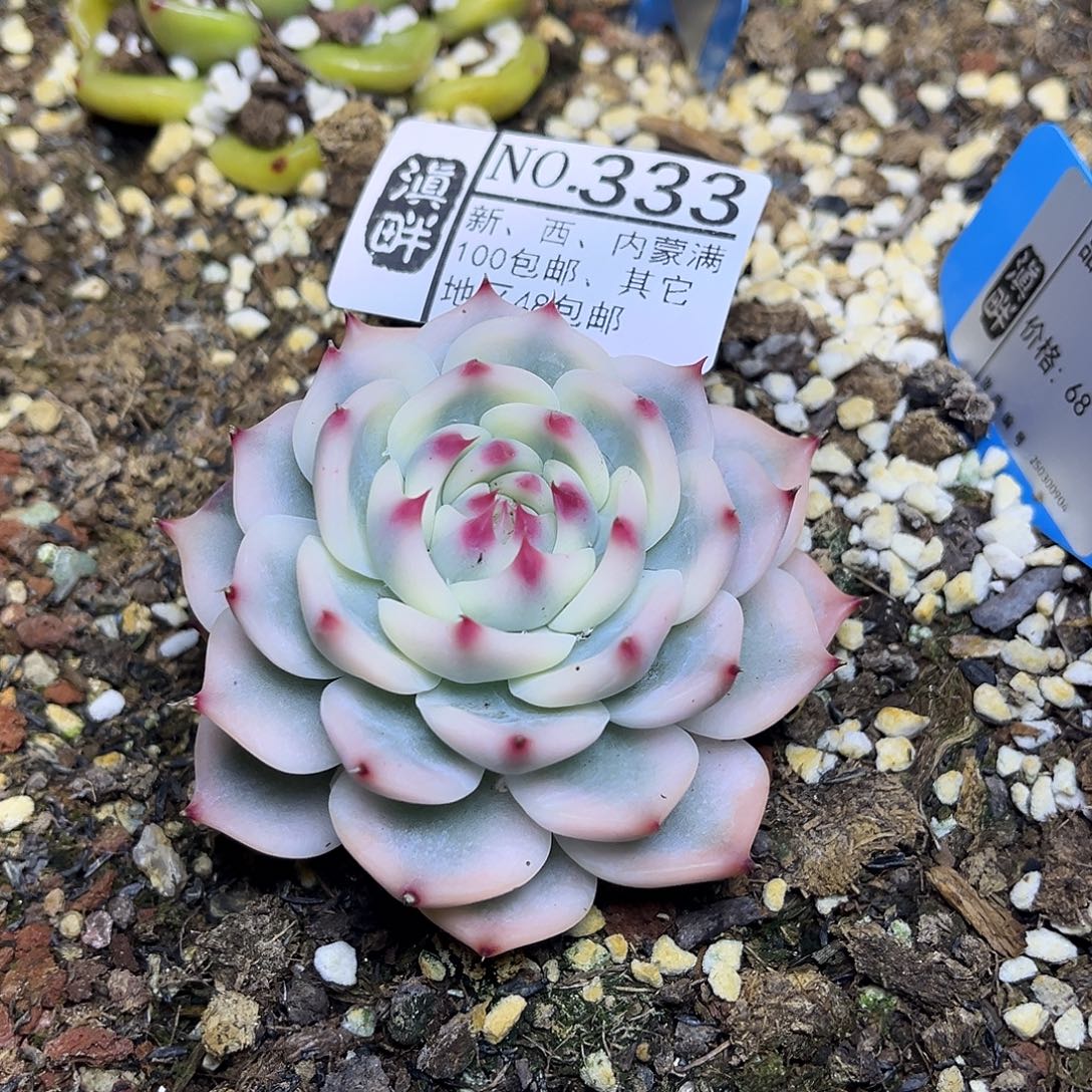 333………………………………娃娃锦