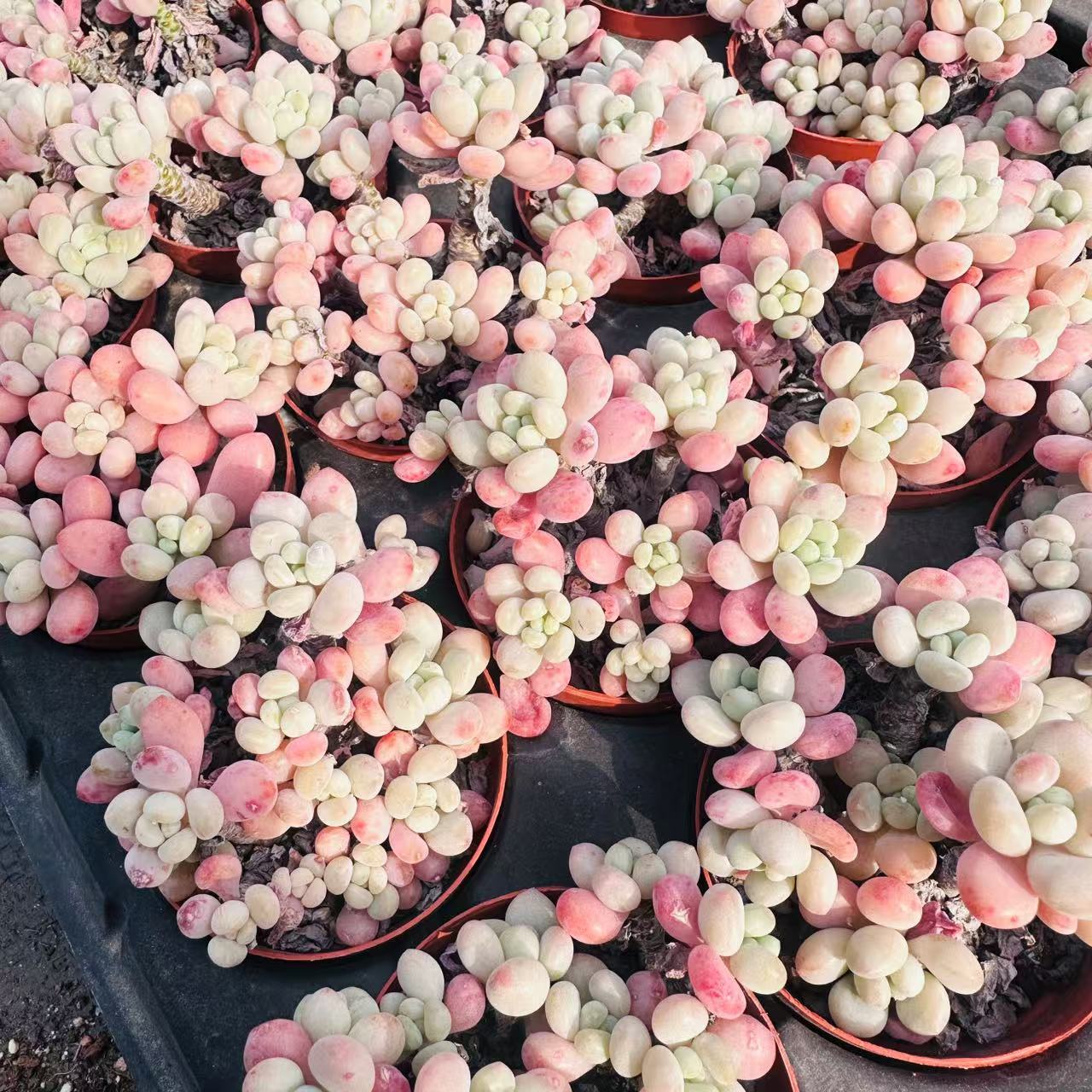 洛可可 精品多肉（满18包邮）