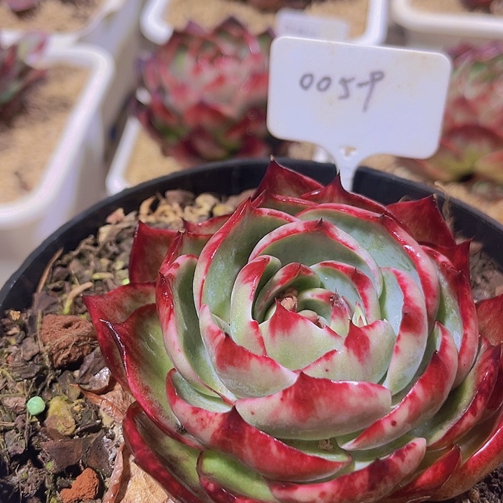 惊鸿仙子多肉植物59