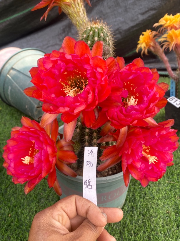 洛阳魂毛花柱侧芽5厘米仙人球