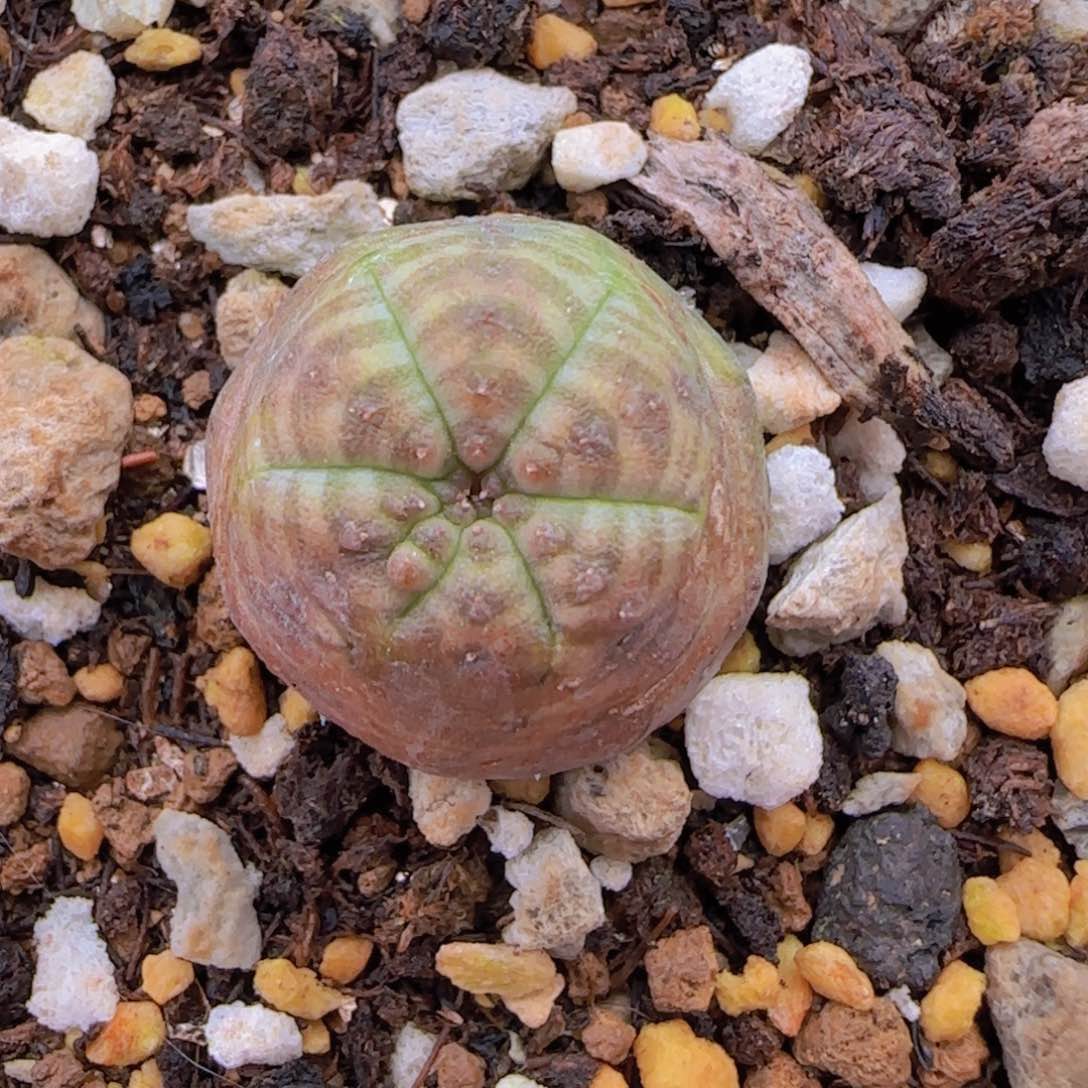 f***b块根植物块根植物