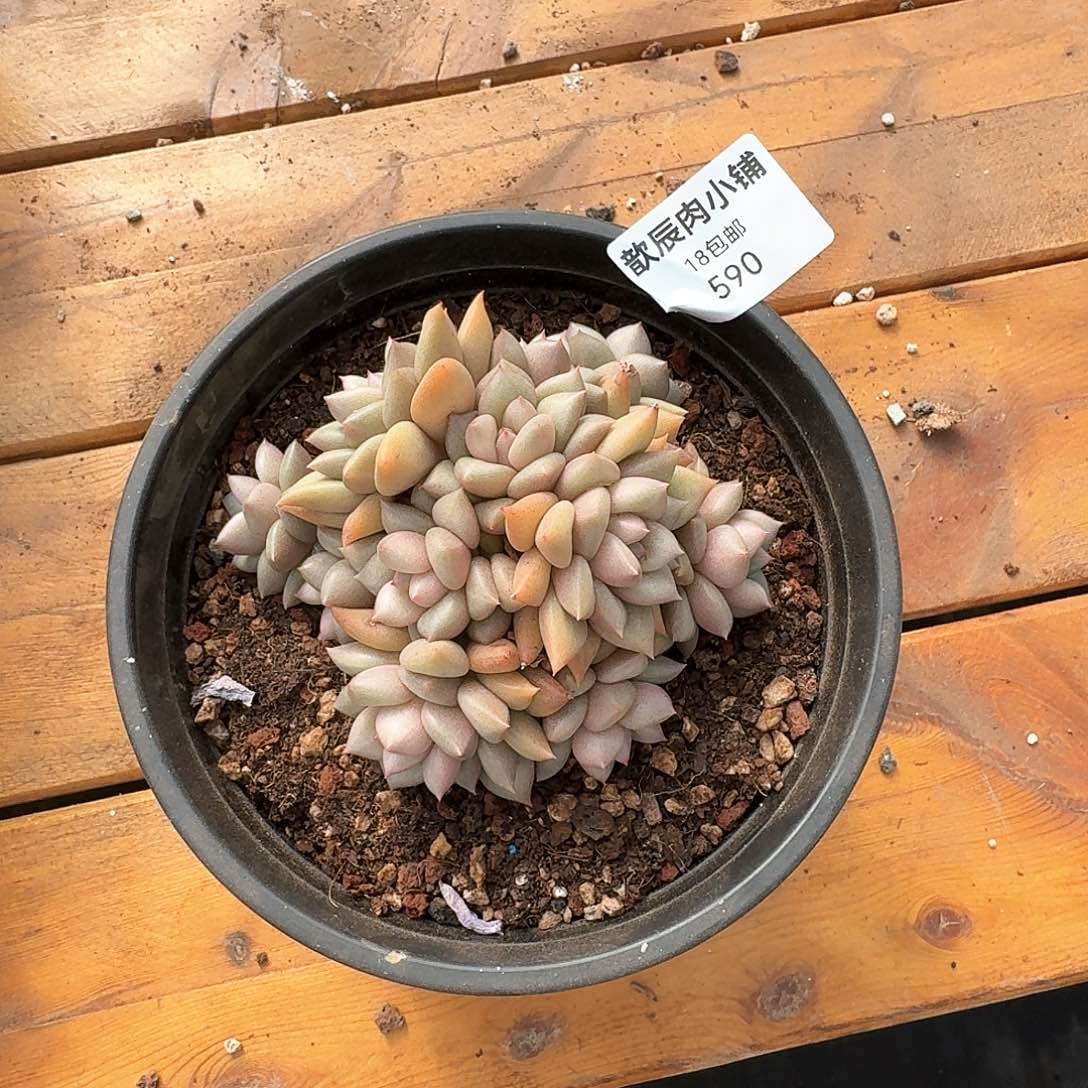 多肉植物象牙群590