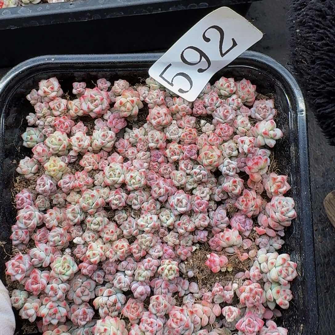 多肉植物多肉植物592