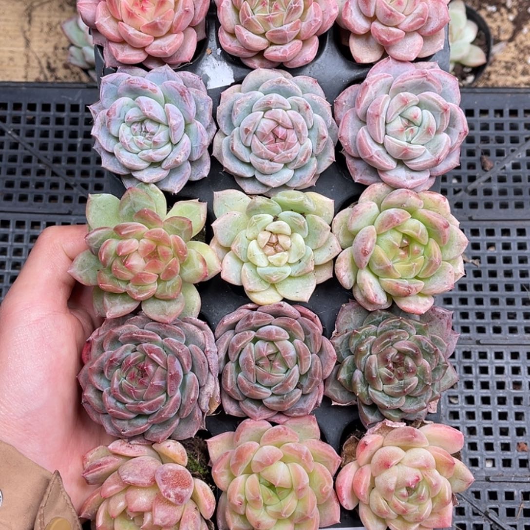 多肉一物一拍26-141