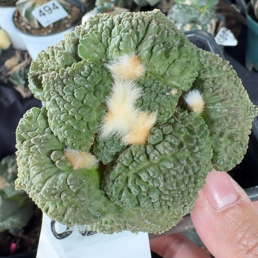 【闪购商品】梦幻怒涛832