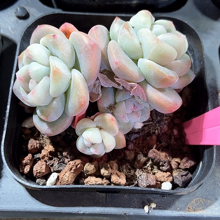 多肉植物冰玉594