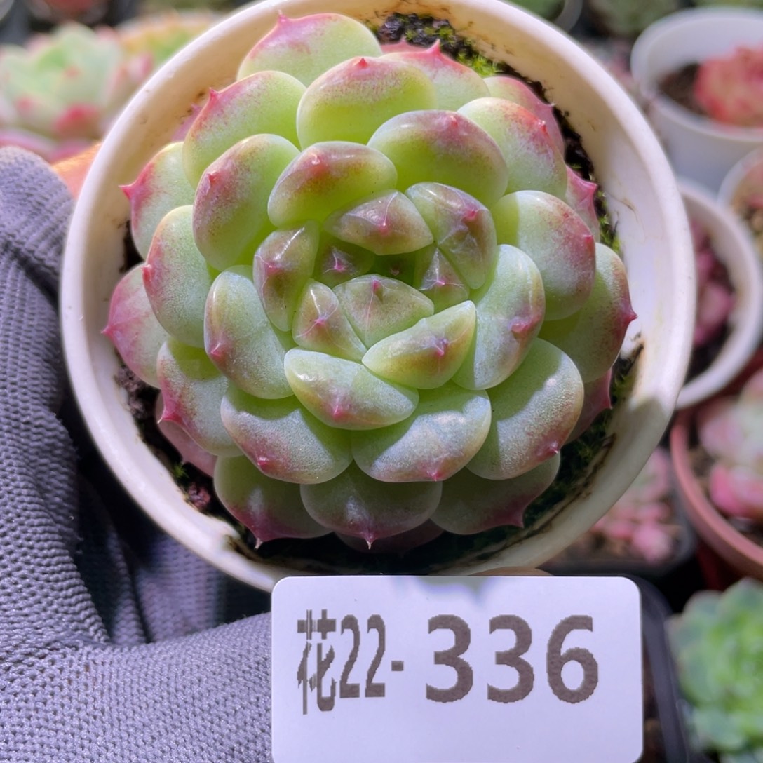 花利美22-336秘境冰魄