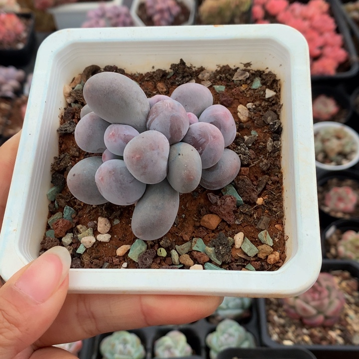 精控米可奶一物一拍